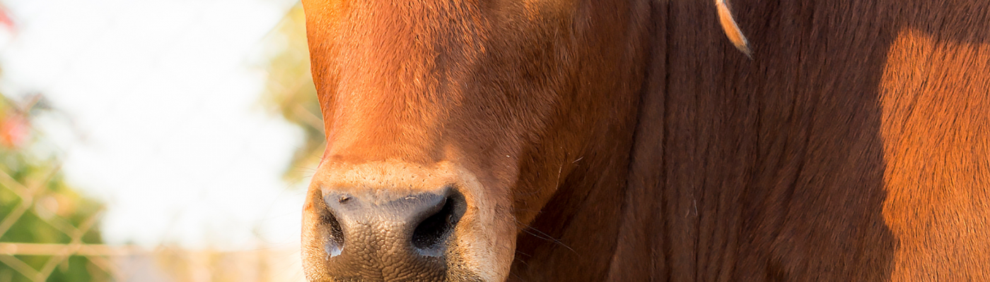 Cow-based Products and Panchagavya: India's Forgotten Eco-Wisdom