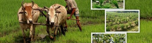 गाँव जैसा सादगीपूर्ण जीवन: स्वास्थ्य, समृद्धि और प्राकृतिक खुशहाली की अनमोल सीख