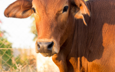 Cow-based Products and Panchagavya: India's Forgotten Eco-Wisdom