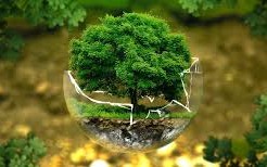 विदेशी माल का छुपा नुकसान: प्रकृति और संस्कृति दोनों को चोट