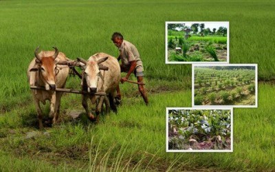 गाँव जैसा सादगीपूर्ण जीवन: स्वास्थ्य, समृद्धि और प्राकृतिक खुशहाली की अनमोल सीख