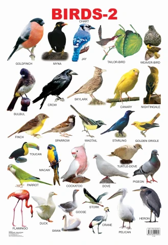 Birds-2 : Children Reference Laminated Educational Chart By Dreamland Publications