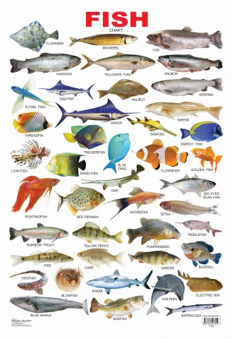 Fish : Children Reference Laminated Educational Chart By Dreamland Publications