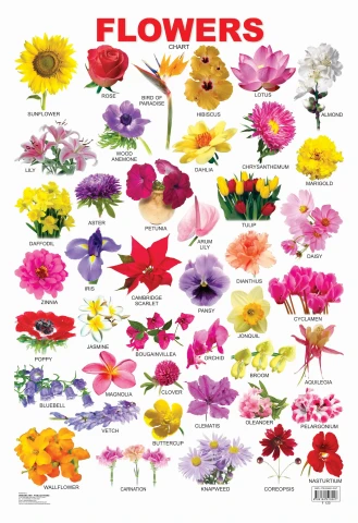 Flower : Children Reference Laminated Educational Chart By Dreamland Publications