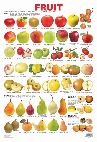 Fruit Chart - 1 : Children Reference Laminated Educational Chart By Dreamland Publications