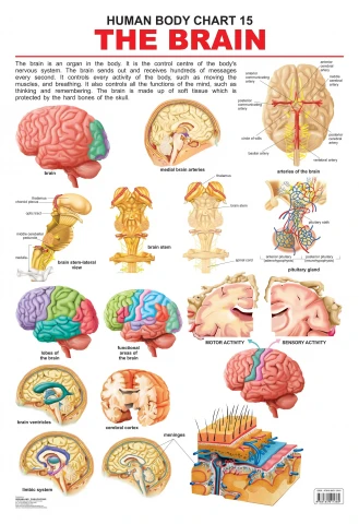The Brain : Children Reference Laminated Educational Chart By Dreamland Publications