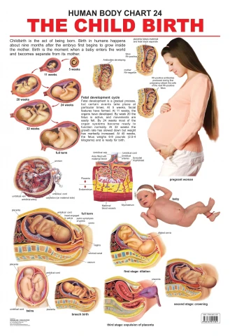 The Child Birth : Children Reference Laminated Educational Chart By Dreamland Publications