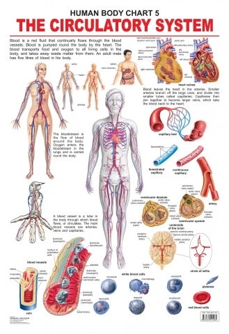 The Circulatory System : Children Reference Laminated Educational Chart By Dreamland Publications