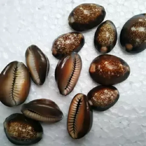 Black Cowrie