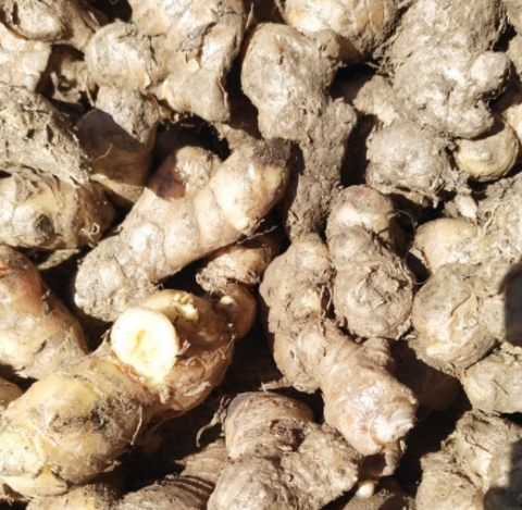 Pahadi Ginger / Adrak