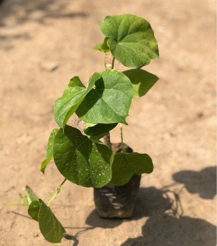 Giloy Plant Sapling
