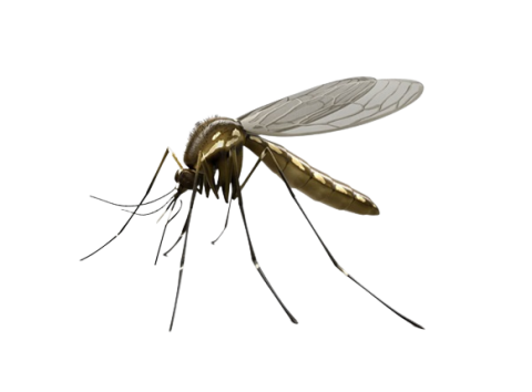 AHIMSA NATURAL OUTDOOR MOSQUITO REPELLENT CONCENTRATE - 500ml