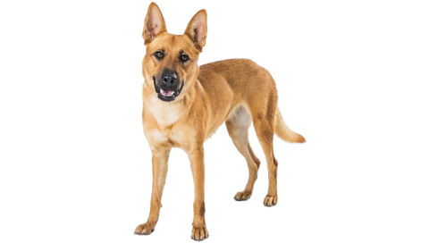 AHIMSA ECO-FRIENDLY NATURAL DOG/CAT TICK REPELLENT SPRAY - 250ml